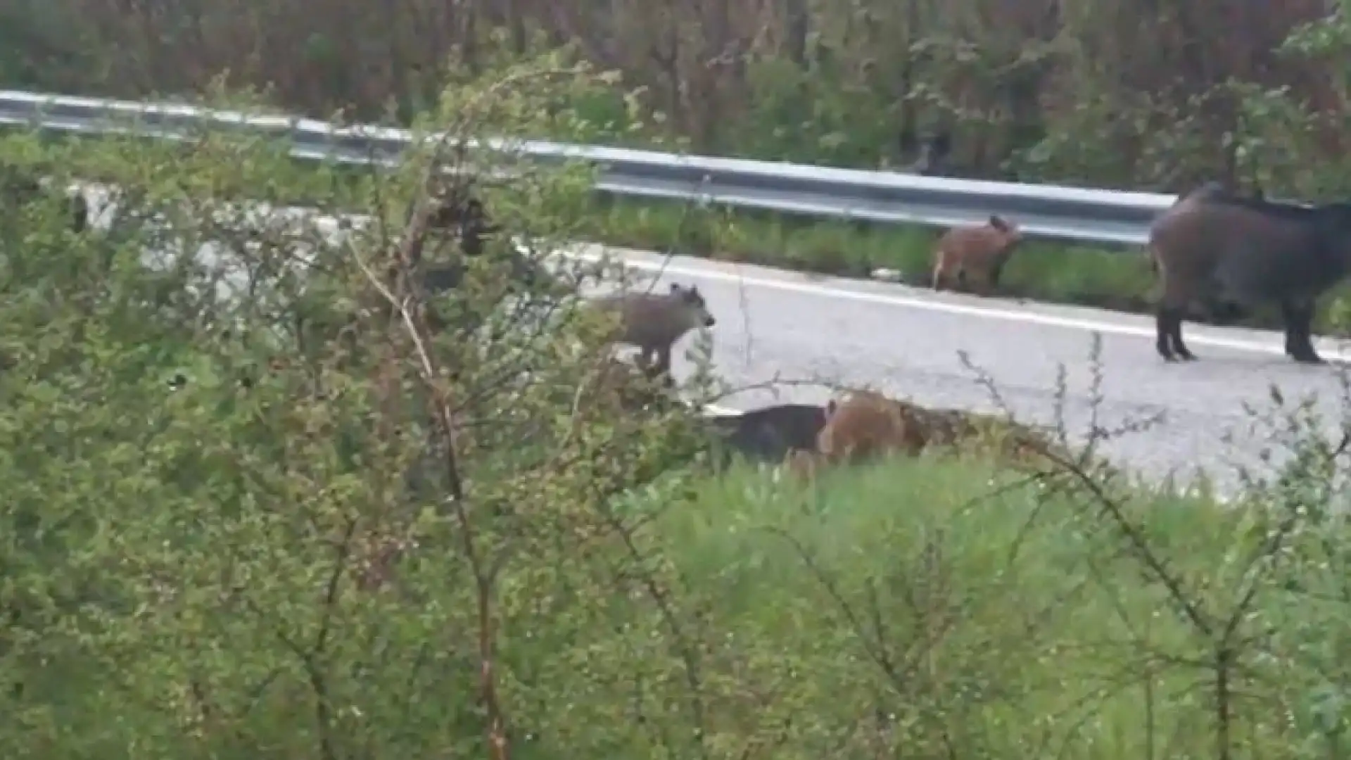 Sessano del Molise: e’ allarme cinghiali nel centro abitato. “Animali grossi come cavalli avvistati a branchi nella giornata di ieri”. Guarda il video.